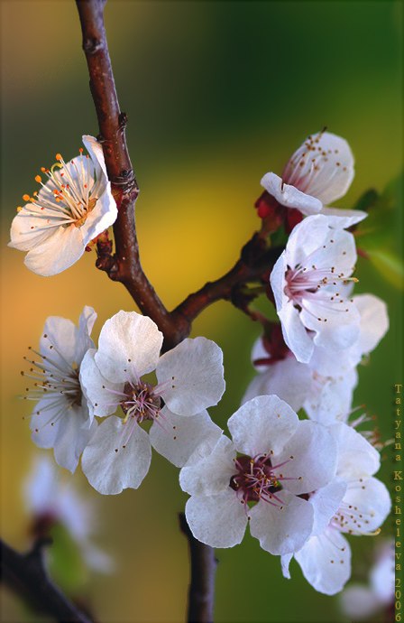 Алиса Арарук | Екатеринбург