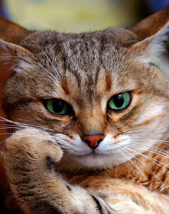 Ольга Ушакова | Москва