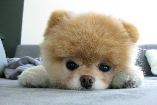 White Wolf - PUNISHING - | Челябинск