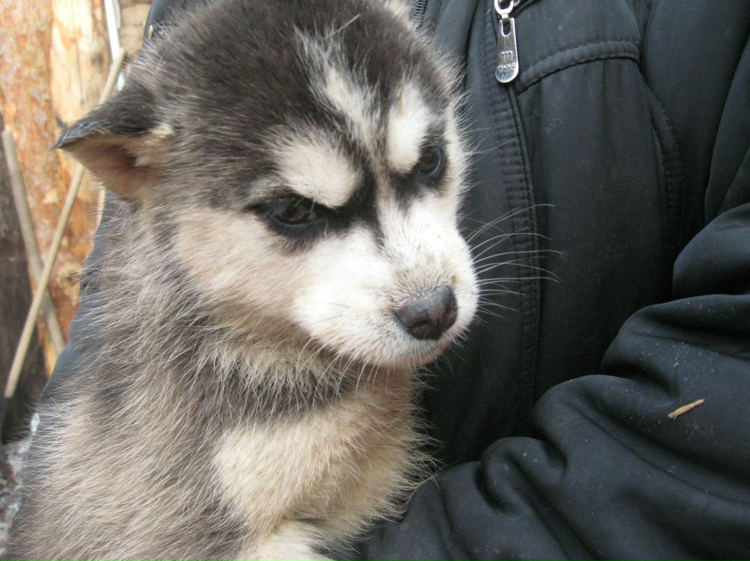 Аля Ишмухаметова КиллеР | 