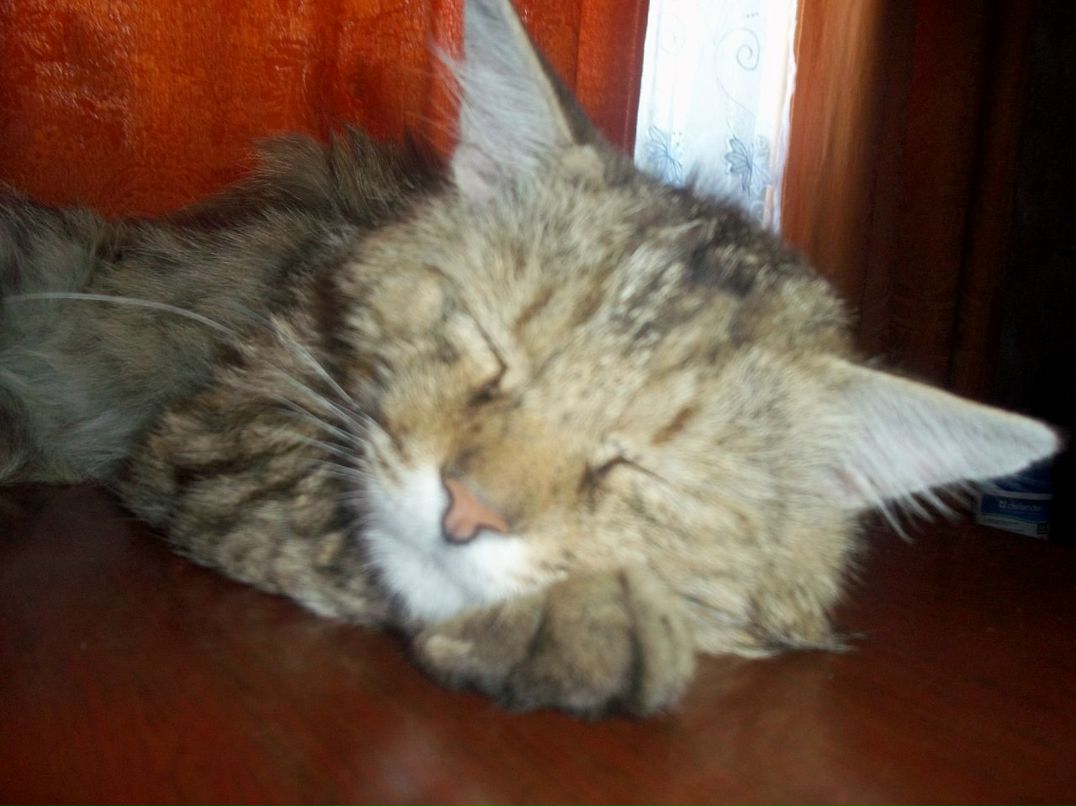 Евгений Светлицкий 