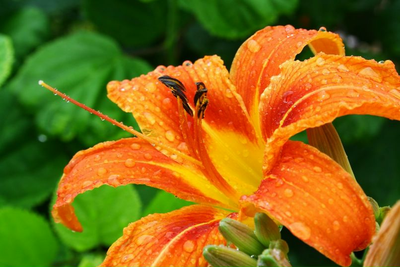 Анна Яковлева | Похвистнево