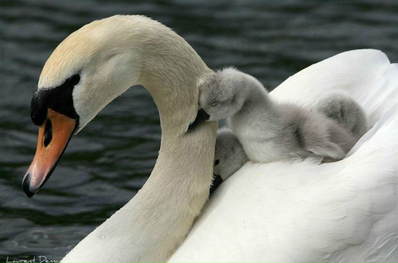Елена Колесникова | Кондопога