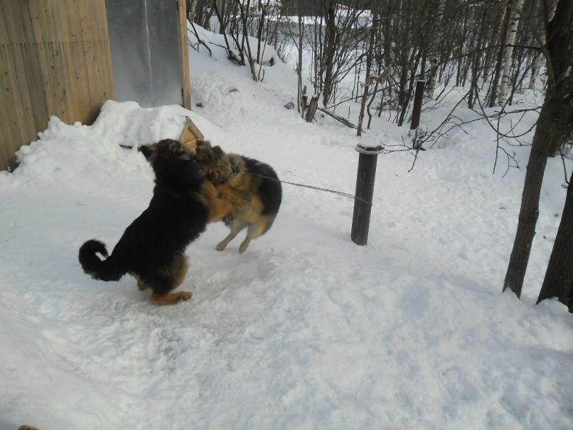 Виктор Конюхов | Питкяранта