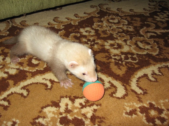 Машенька Лохматова Little imp | Харьков