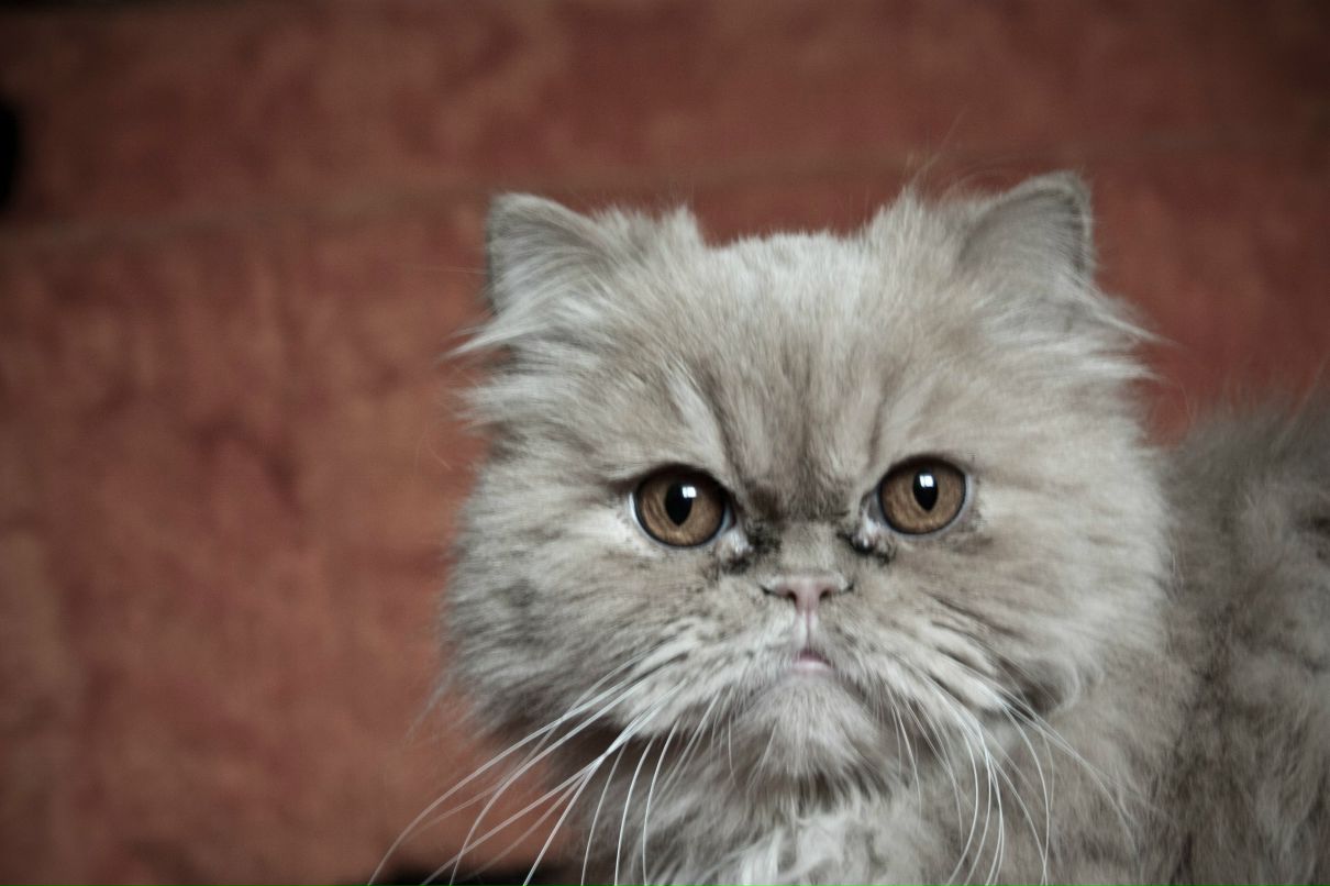 Листик Перс | Череповец