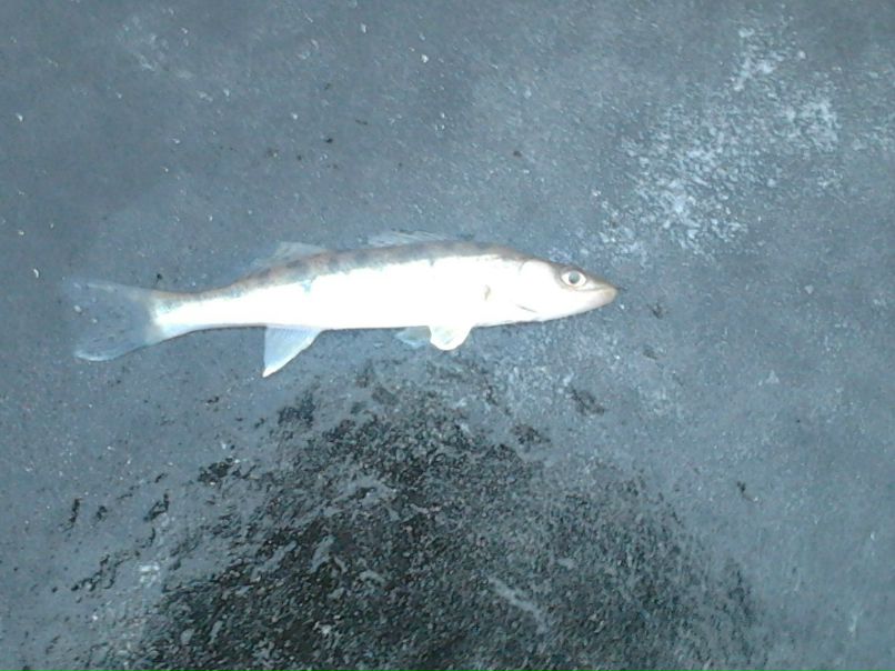 Александр Отт | Барнаул