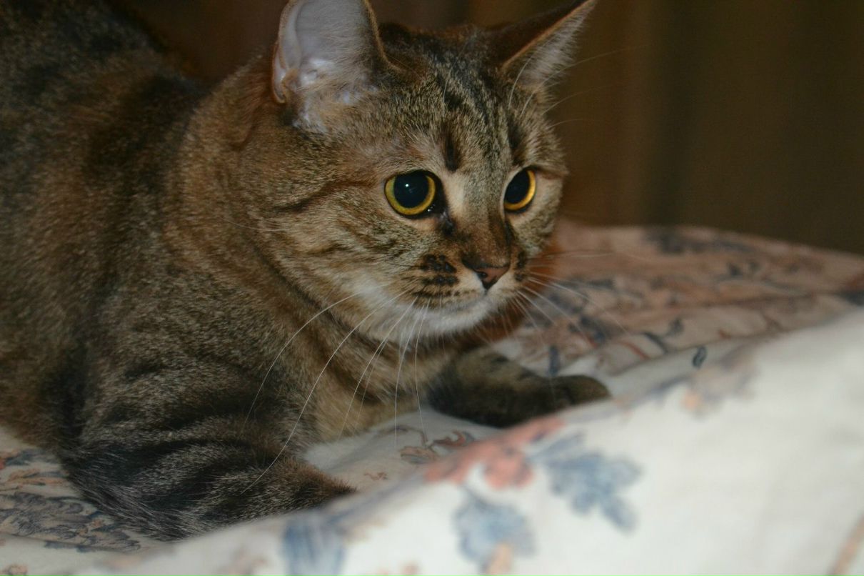 Таня Кисса тётя | Москва