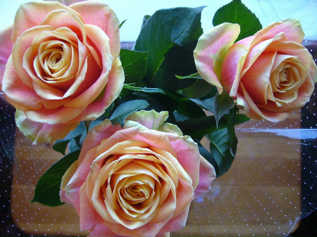 Катерина Грагерт | Санкт-Петербург