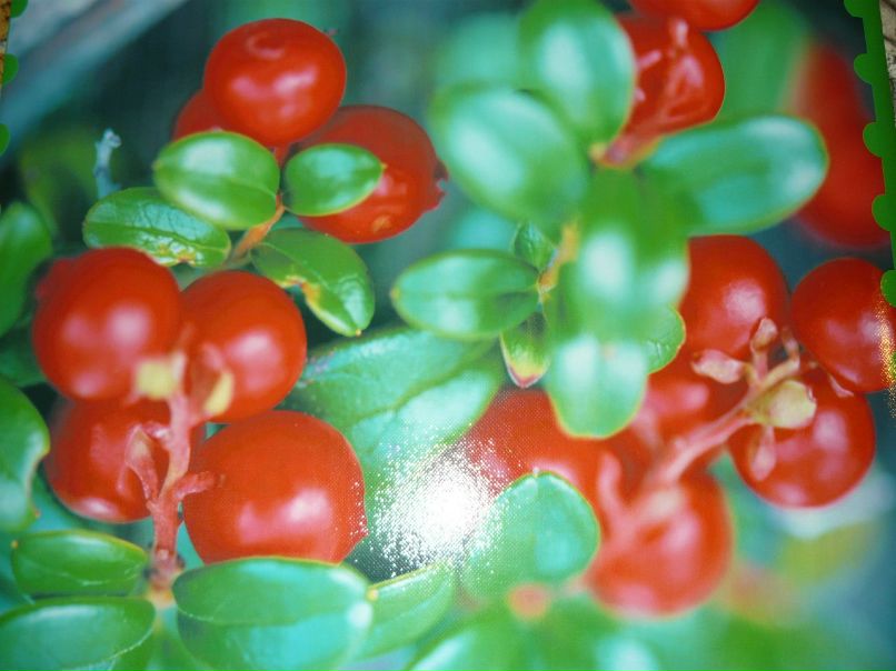 Timoshenkova Svetlana Викторовна | Бокситогорск