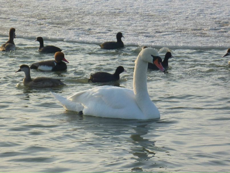 Наталья Брянская | Брянск