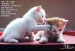 Виктория Иванова фотография #17