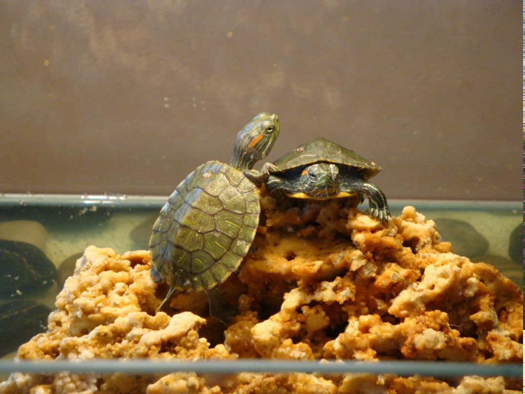 Елена Якубовская | Тюмень