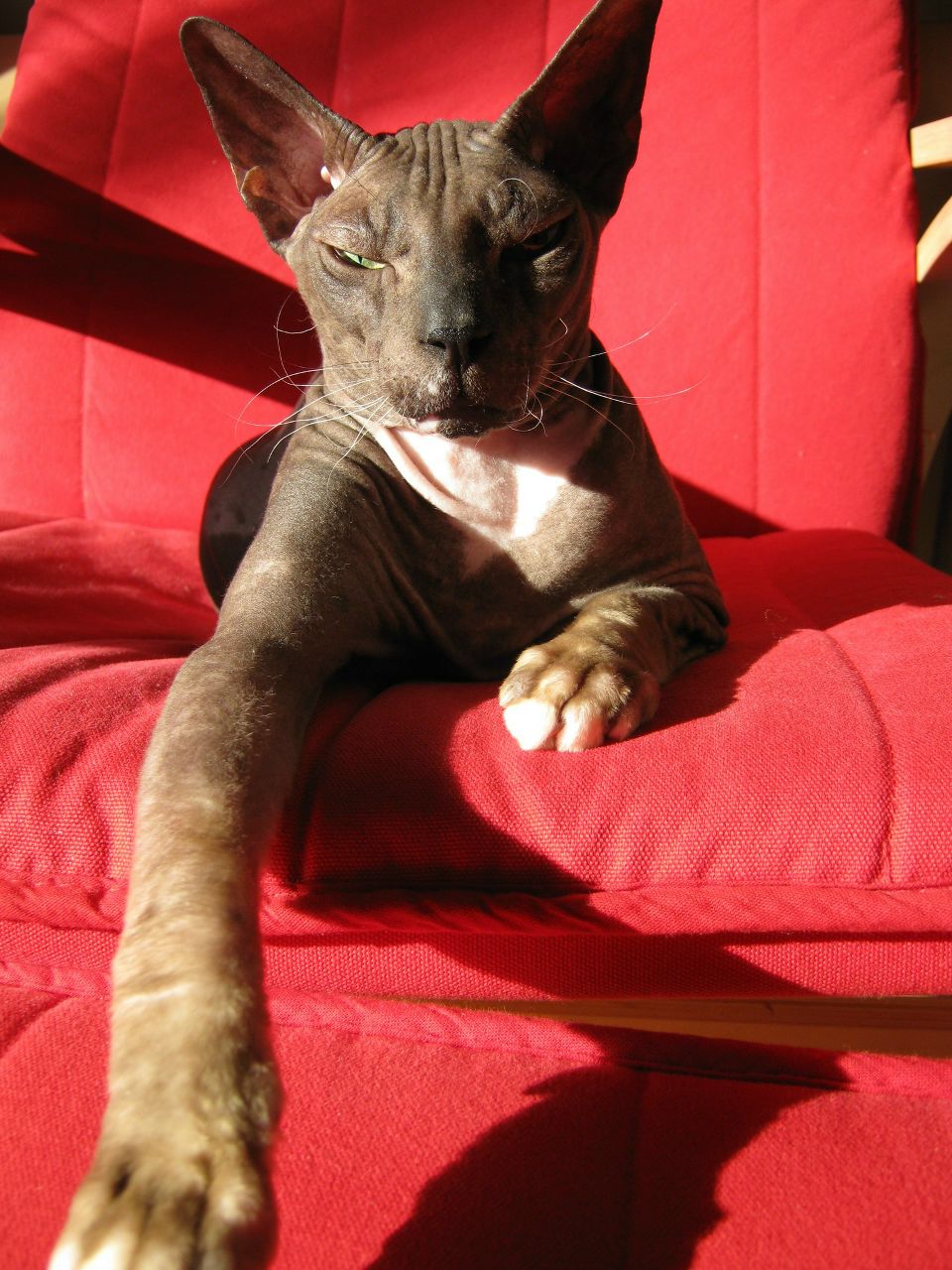 Zefir Sfinx | Санкт-Петербург