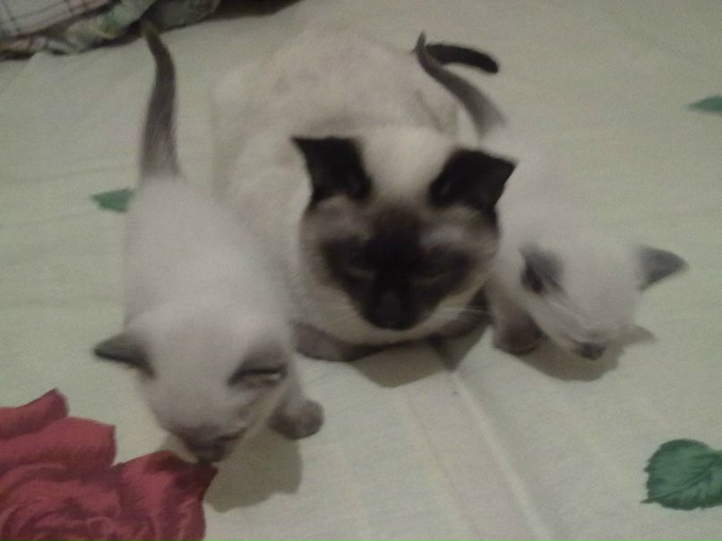 Андрей Рыжков | Colombo