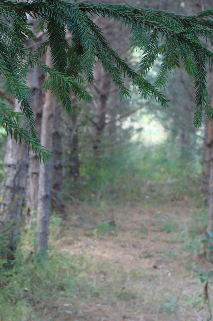 Наталья Меркулова | 