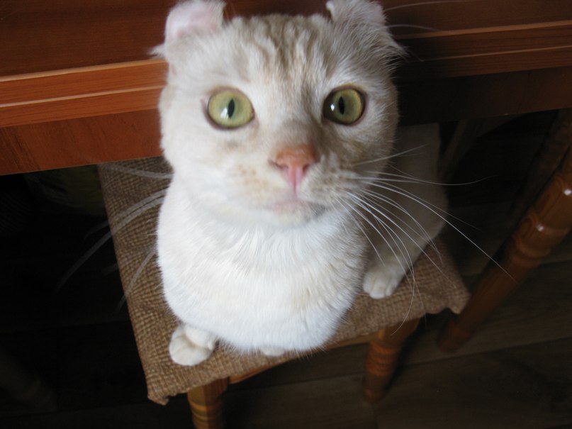 Елена Костелян | Полтава