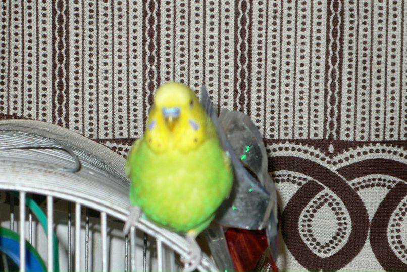 Виктория Лосева | Сыктывкар