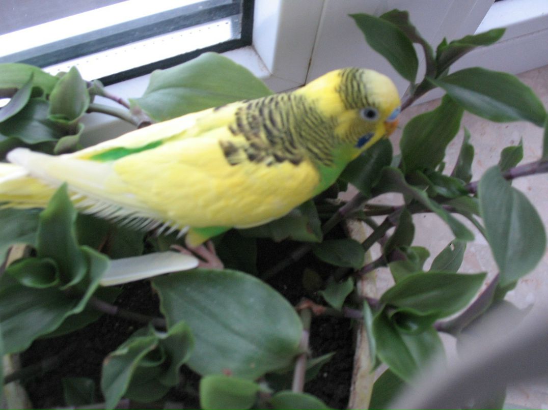 Віталік Палинський | Львов