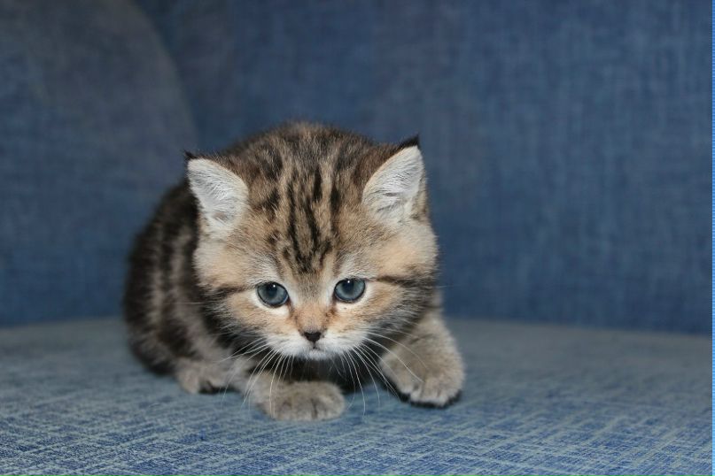 Виктория Вобликова-Ляхова | Самара