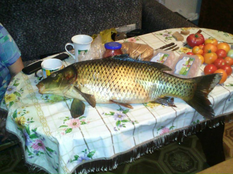 Андрей Веселов | Хотынец