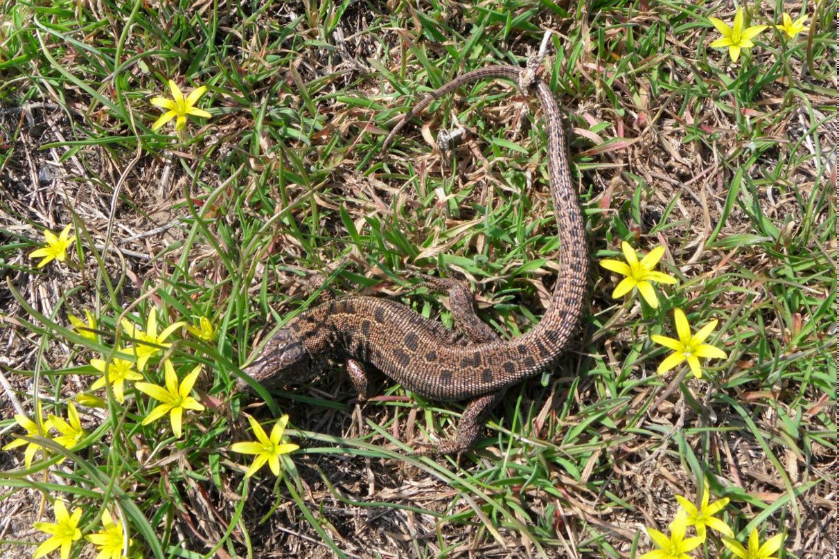 Вера Худякова | 