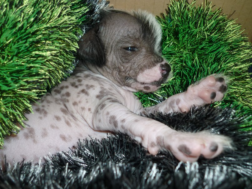 Тоша Ионин | Архангельск