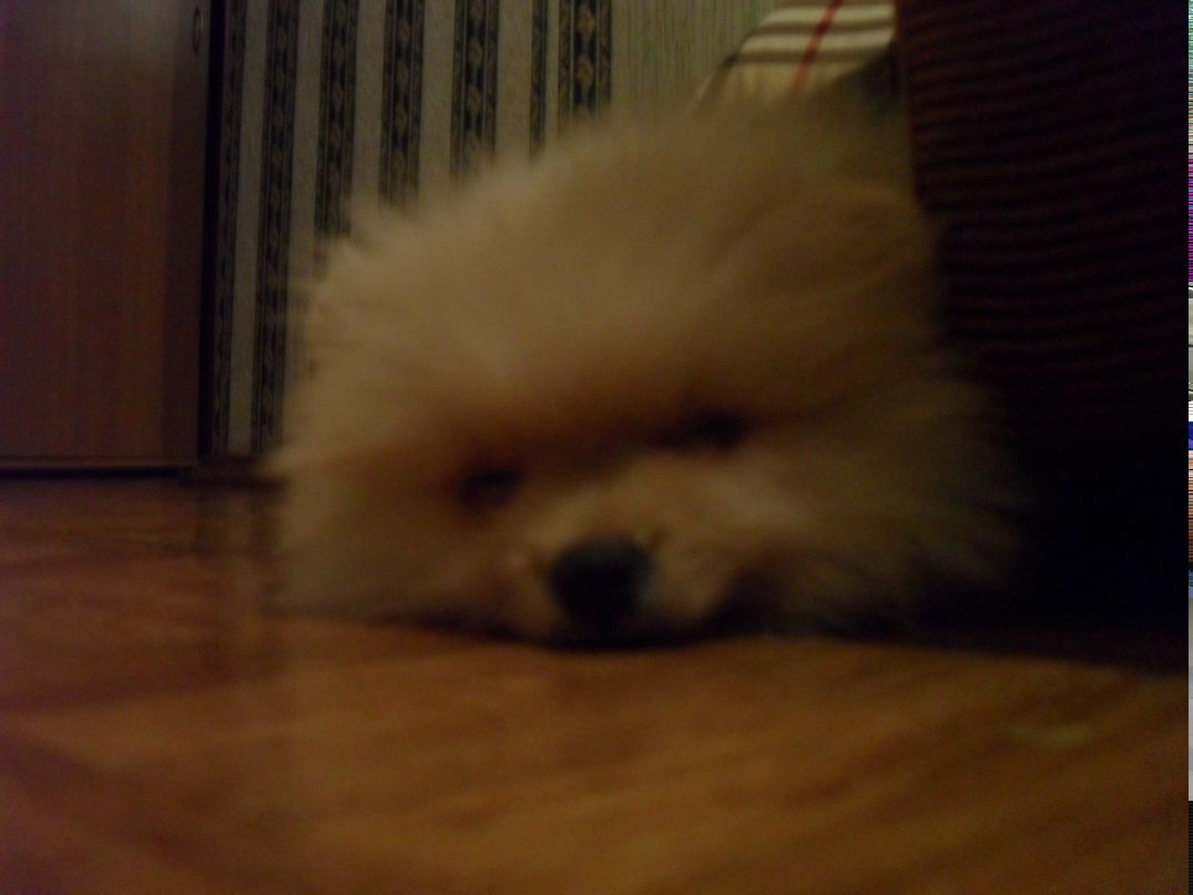 Макс Данилофф 8 Безумный койот 8 | Зеленоград