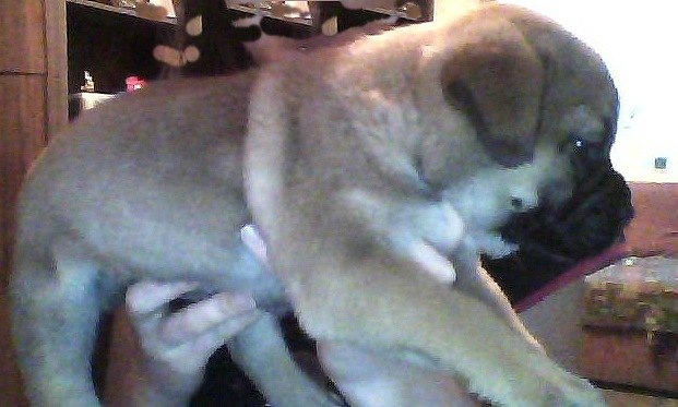 Евгений Маюра | Ахтырка