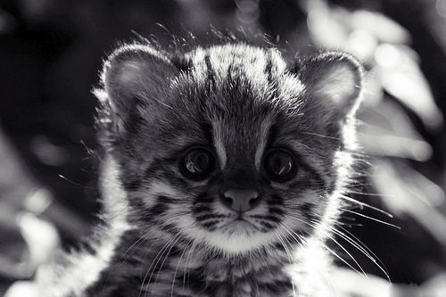 Чертенок Спушистымхвостом | Днепр (Днепропетровск)