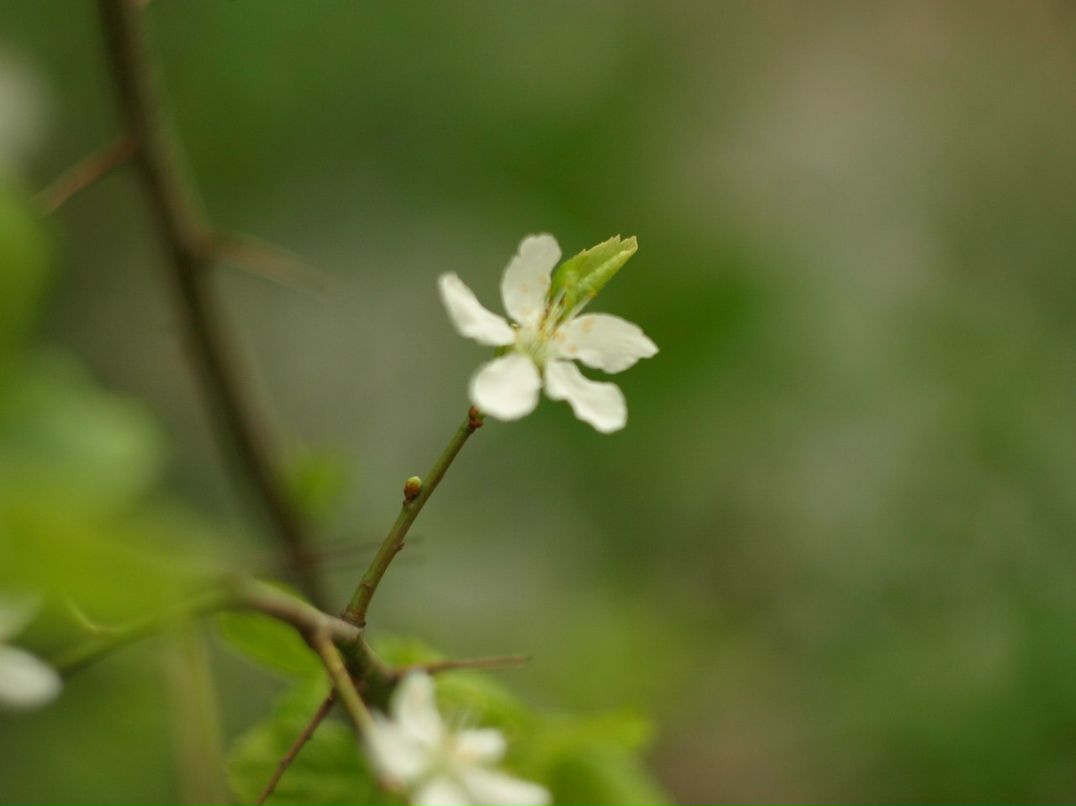 Jorj Dyachek | Одесса