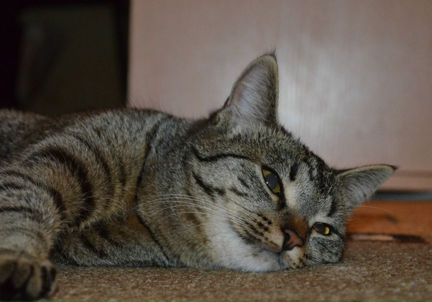 №110, Миша Шкоков №110, Миша Шкоков