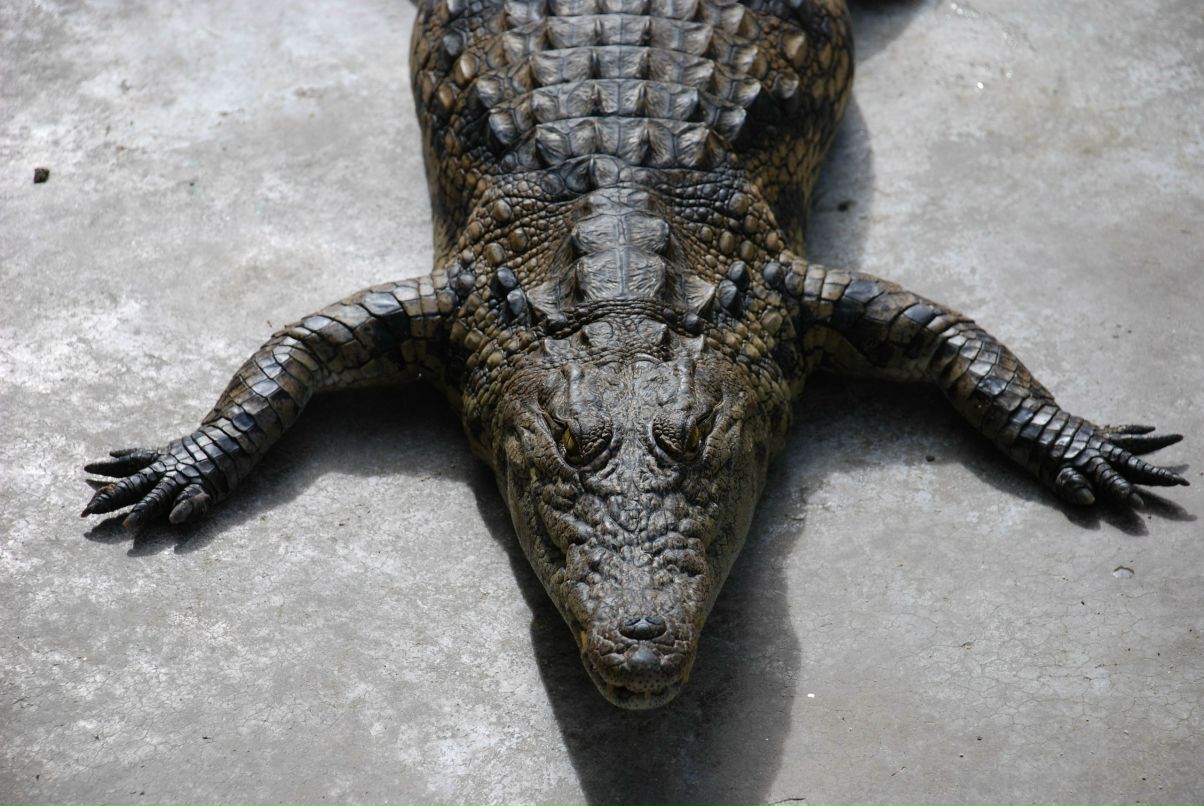 Дмитрий Ружицкий | 