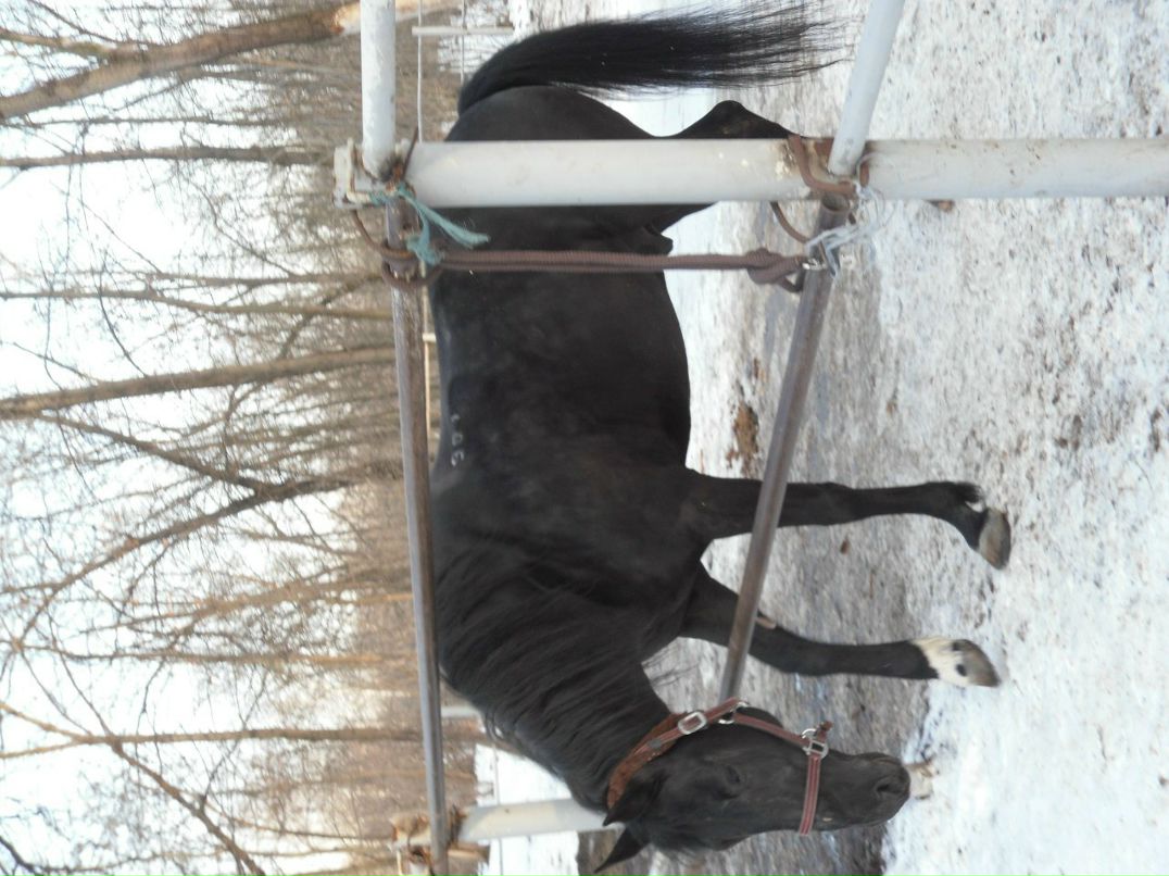 Елизавета Пасичник | Киев