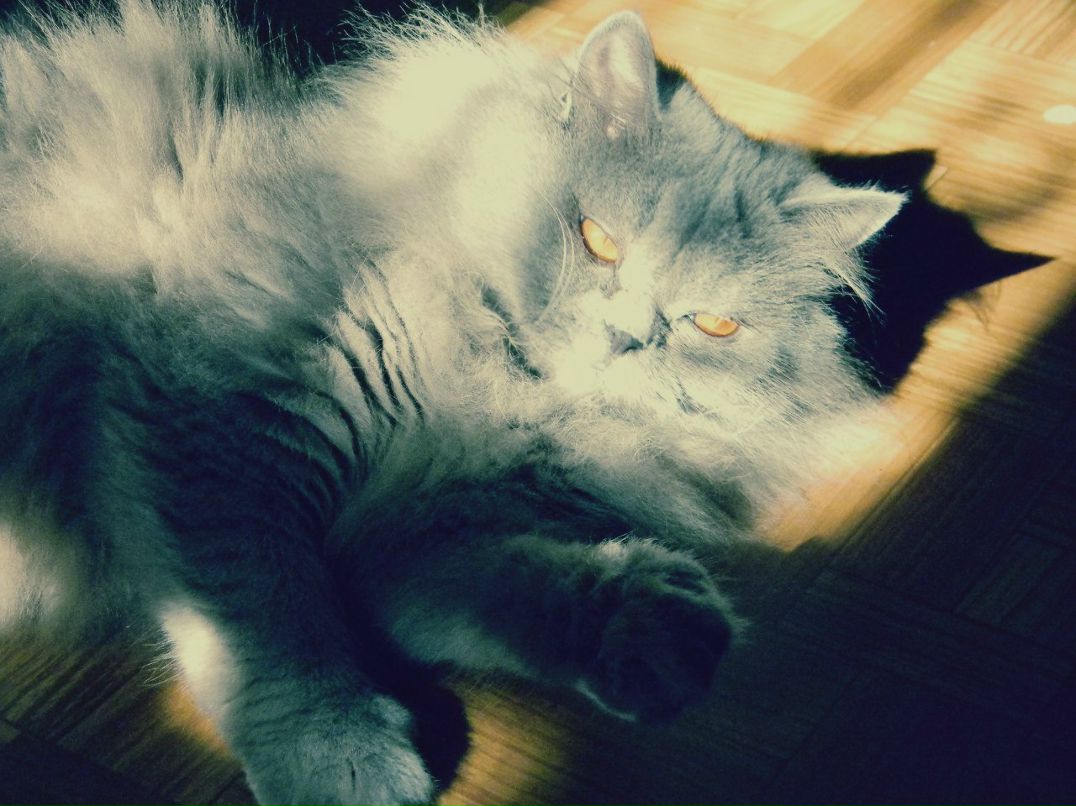 Даша Глазунова | 