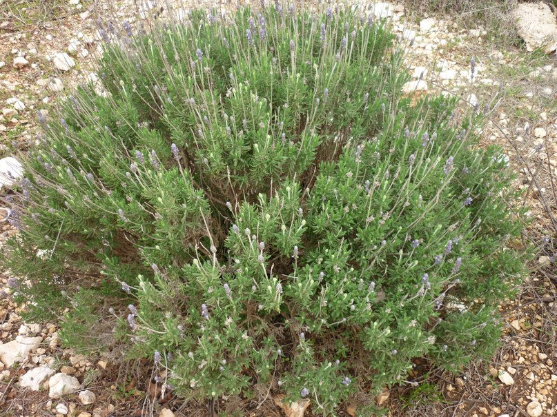 Наталья Цветкова(Зимина) | Санкт-Петербург