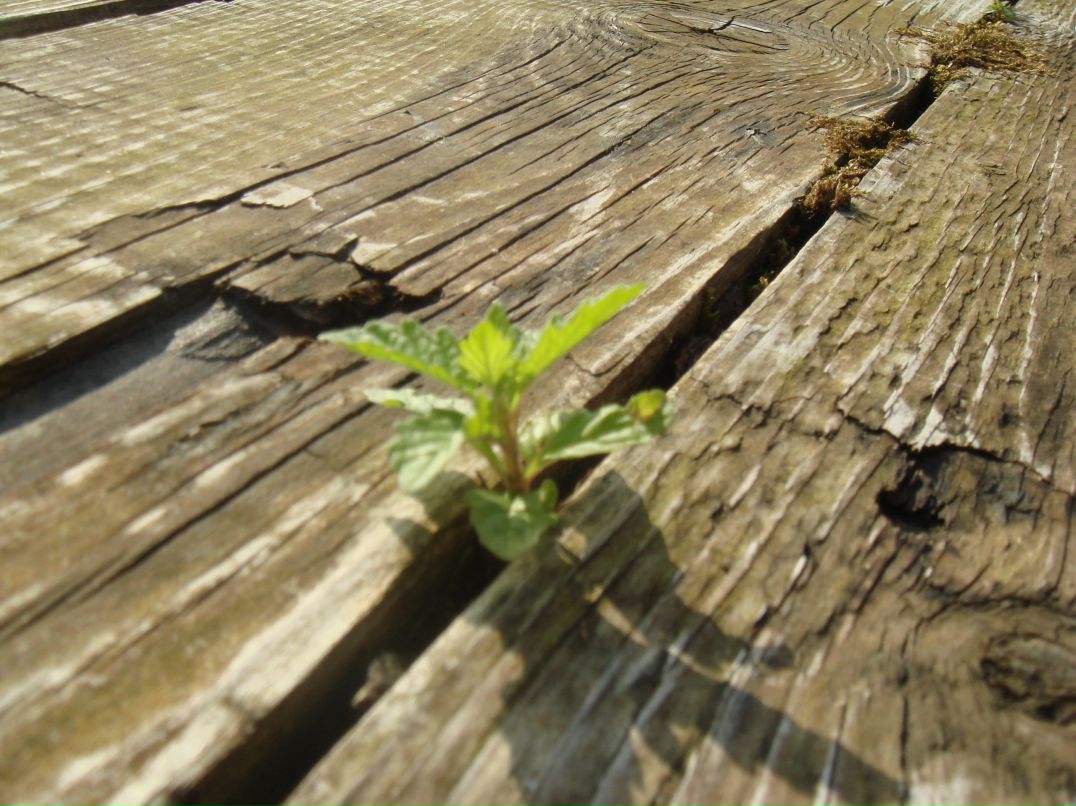 Мила Олейникова ღSkyAirღ | Дубна