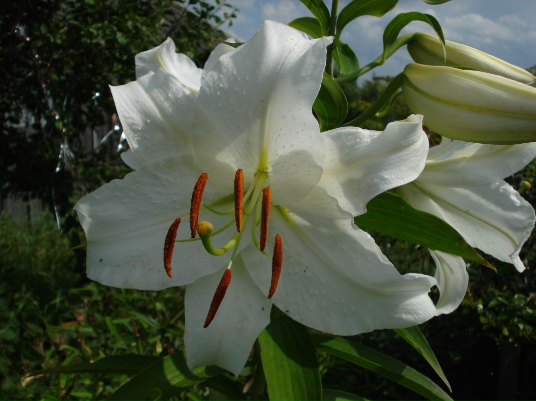 Любовь Киукконен | 