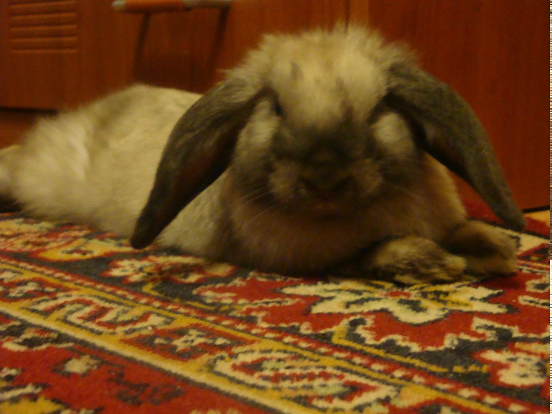 Елена Елизарова | Москва