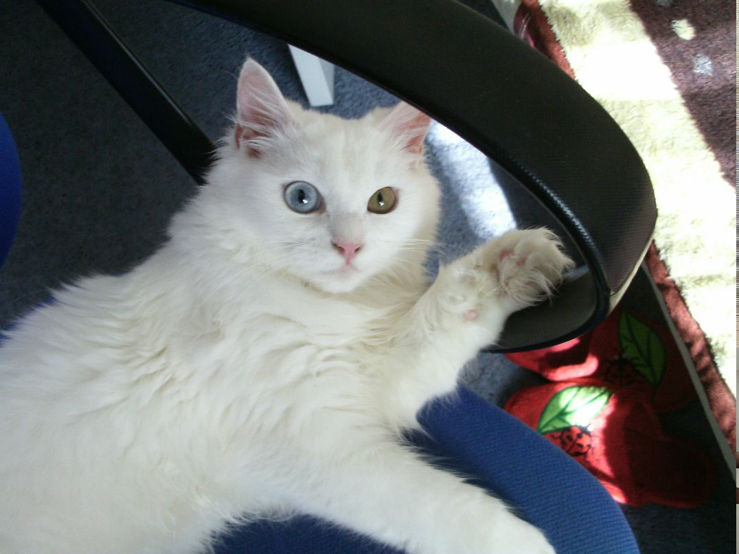 Елизавета Гугленко | 