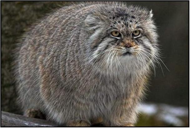 Юрій Міхалич | 