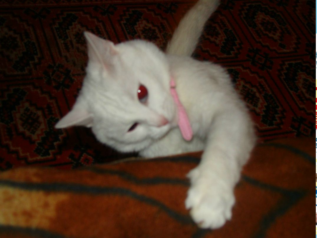 Алексей Гладченко ♂ | Санкт-Петербург