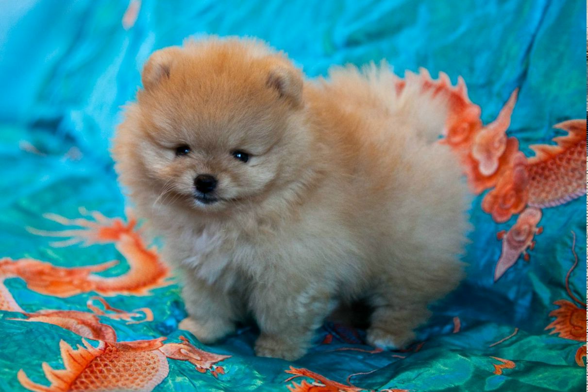 Сергей Степанов | Санкт-Петербург