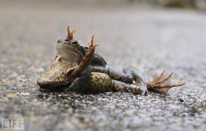 Ulvi Aliyev | Баку