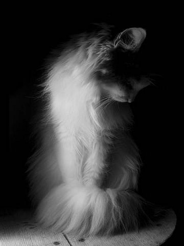 Виолетта Покоевая | 