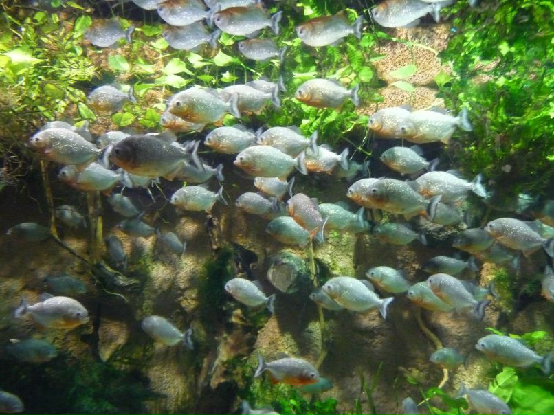 Никита Гурьев | Санкт-Петербург