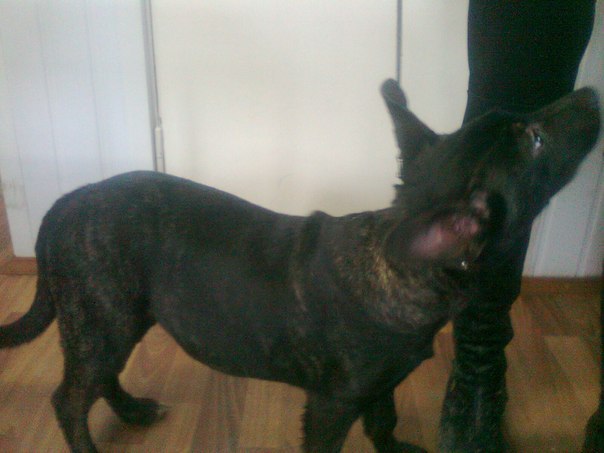 Светлана Черемных | Тула