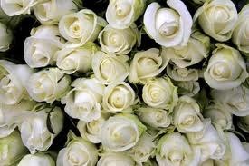 Оля Кметь | Кременец