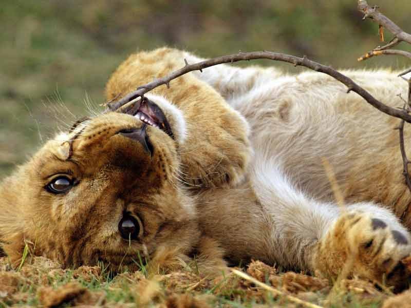 Максим Швец | 