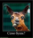 Фотография Паша Ращеня
